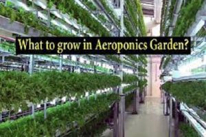 How to Grow with Aeroponics