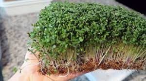 #.How to Grow Microgreens Without Soil