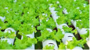 9. Aeroponics is an important research instrument.