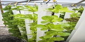 What can you produce with Vertical Farming?