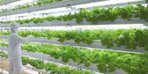 Vertical Agriculture and the Environment