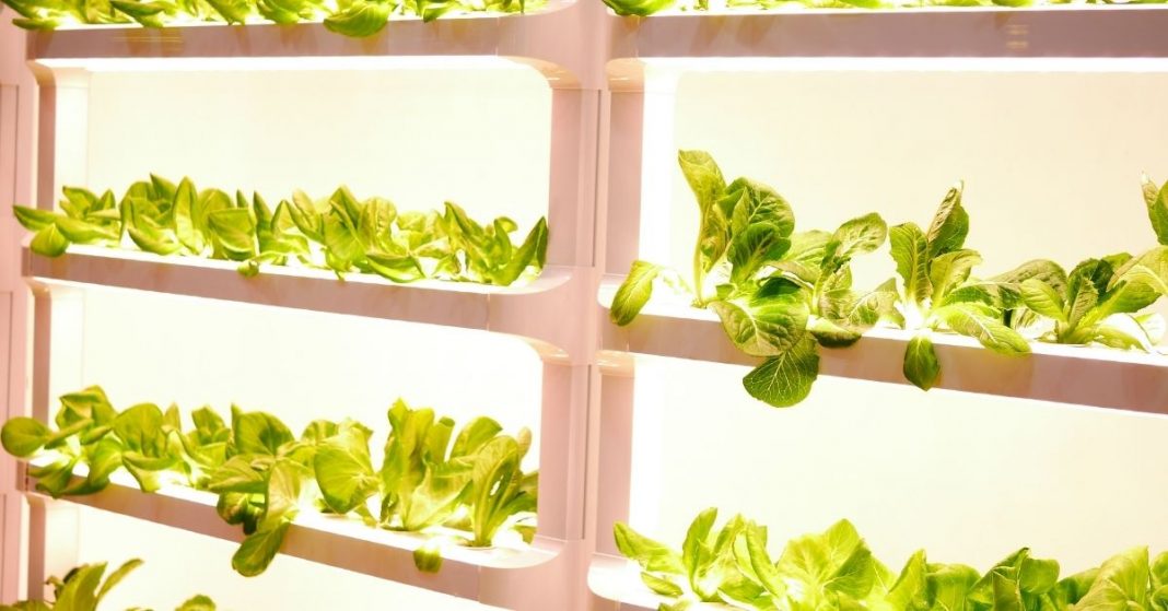 Different types of vertical farming